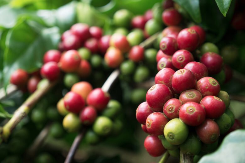 coffea arabica nana bohnen