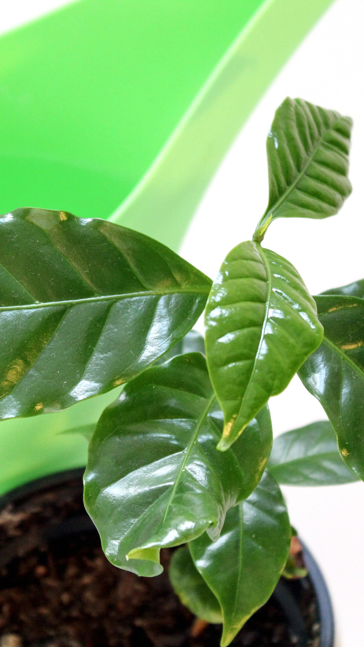 ficus benjamini kunstpflanze Kunstpflanze Ficus Benjamina – 150 cm main image 0