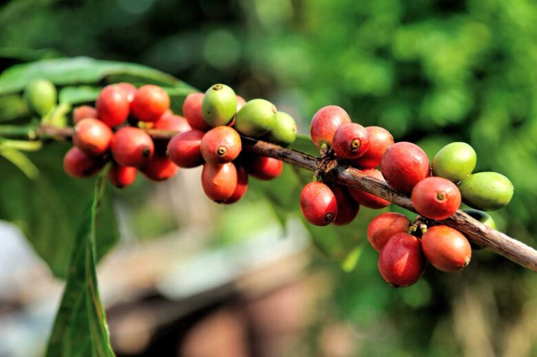 Kaffeekirschen in rot und grün