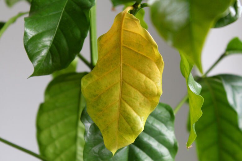 kaffeepflanze gelbe blätter