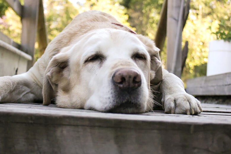 kaffeepflanze giftig hunde