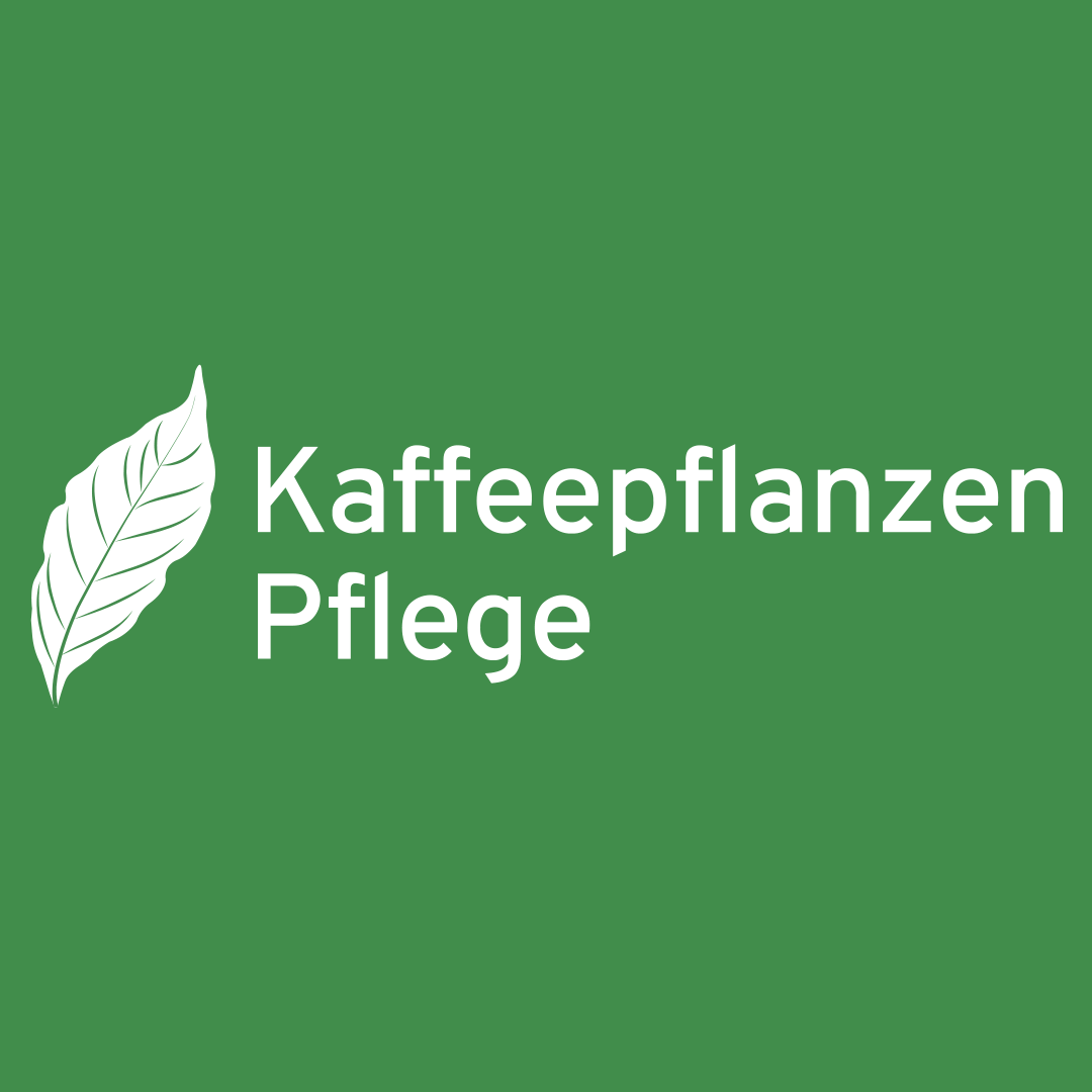 Kaffeepflanze Pflege