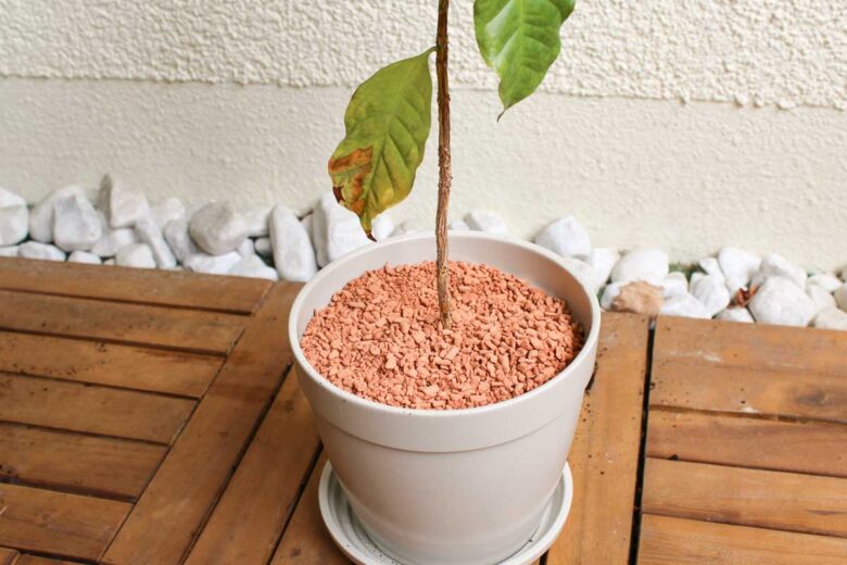 Kaffeepflanze umtopfen Erde oberste Schicht Kaffeepflanze umtopfen Erde oberste Schicht