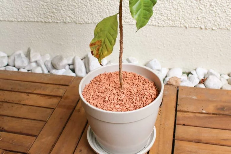 Kaffeepflanze umtopfen Erde oberste Schicht