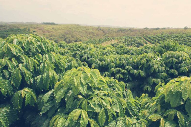 Kaffeeanbau auf einer großen Plantage