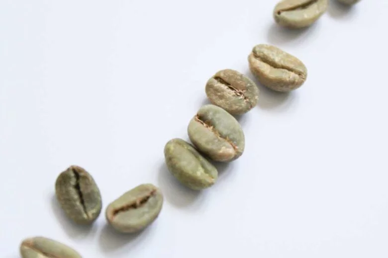 Kaffeepflanze aus Samen ziehen
