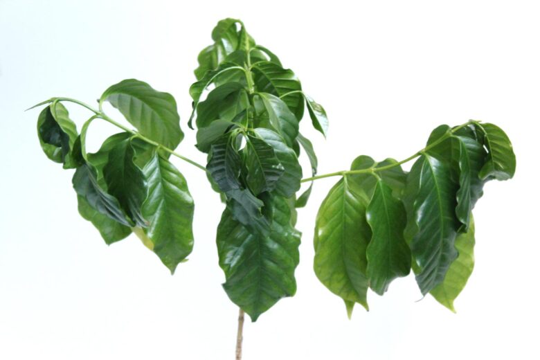 Kaffeepflanze Blätter