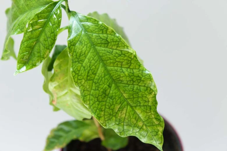 Kaffeepflanze Eisenmangel (Chlorose) Kaffeepflanze Eisenmangel (Chlorose)