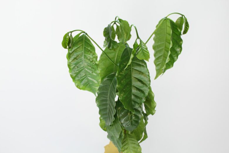 Kaffeepflanze hängende Blätter