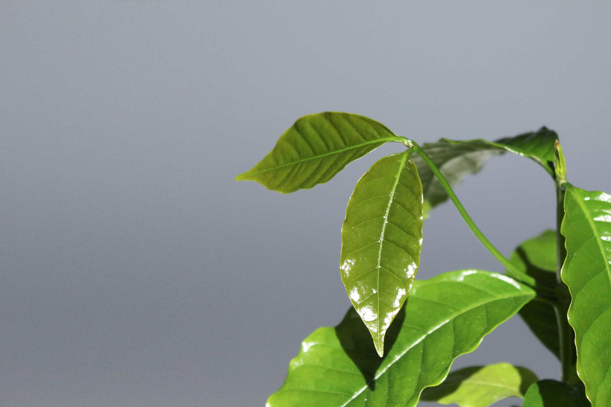 Kaffeepflanze Pflege: Was brauchen Kaffeepflanzen? Wie pflegt man die Coffea arabica? Tipps zur Pflege für Kaffeebaum & Kaffeestrauch!