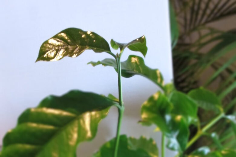 Kaffeepflanze vermehren Stecklinge