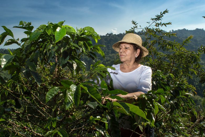 zwergkaffeebaum arabica nana